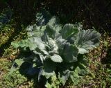 род Verbascum. Вегетирующее растение. Грузия, край Самцхе-Джавахети, Аспиндзский муниципалитет, южная окр. с. Тмогви, горная степь. 10 июня 2026 г.