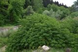 Sambucus ebulus. Растение с развивающимися соцветиями. Турция, ил Артвин, р-н Шавшат, у крепости Шавшат, берег р. в 10 м от воды. 11 июня 2026 г.