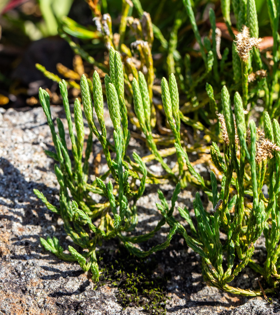 Image of Diphasiastrum alpinum specimen.