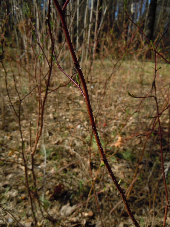 Image of Rosa cinnamomea specimen.