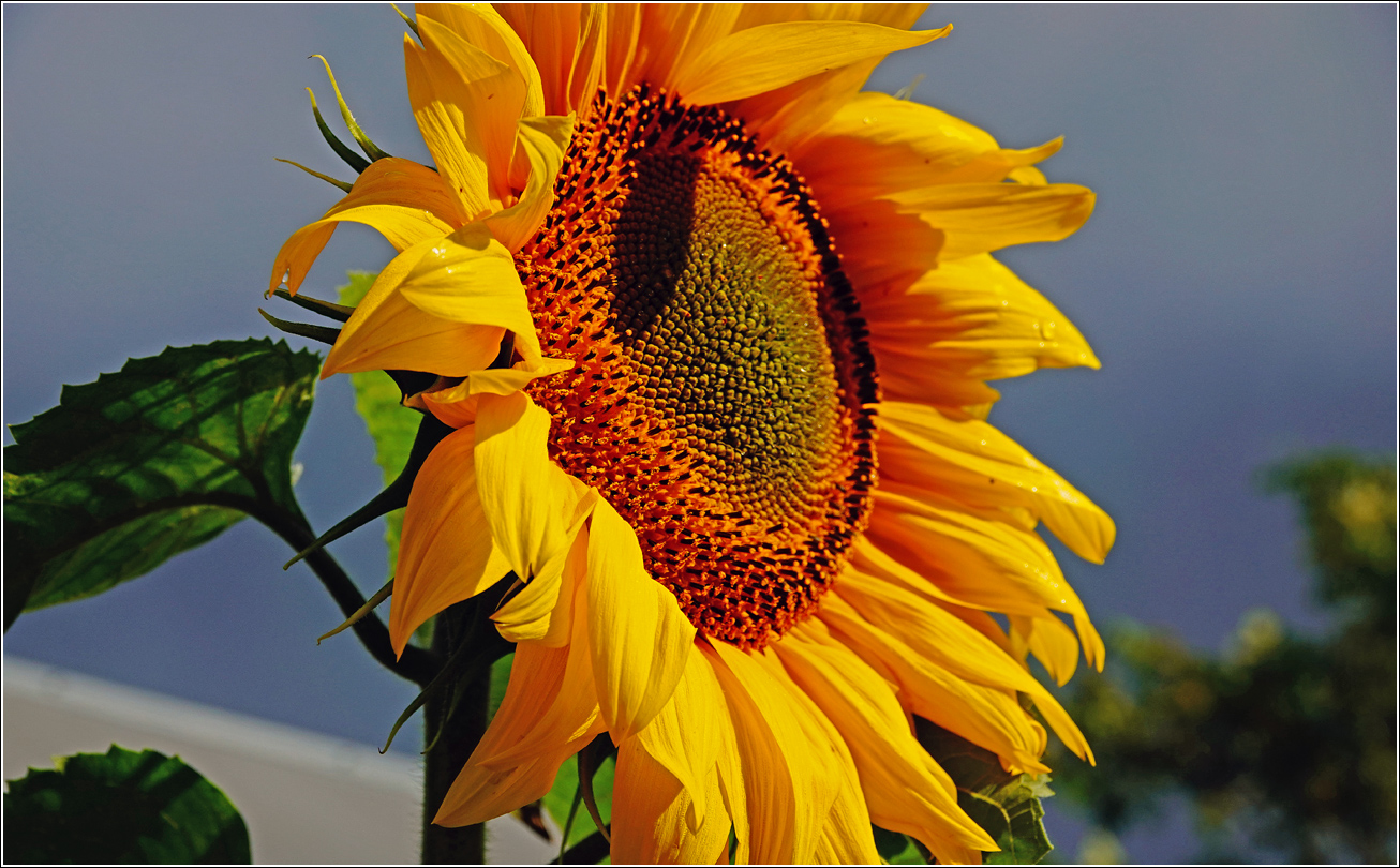 Изображение особи Helianthus annuus.