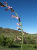 Astragalus semenovii. Часть соцветия. Казахстан, юго-зап. часть Джунгарского Алатау, нижняя часть южн. стороны пер. Алтын-Эмель, степной пастбищный участок. 25 апреля 2026 г.