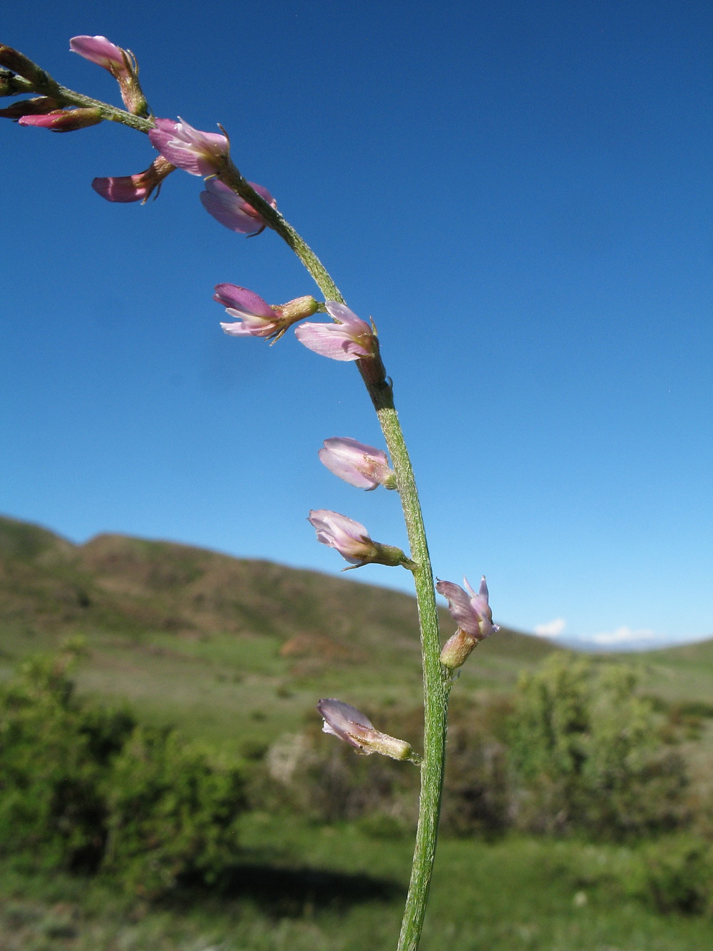 Изображение особи Astragalus semenovii.