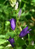 genus Campanula