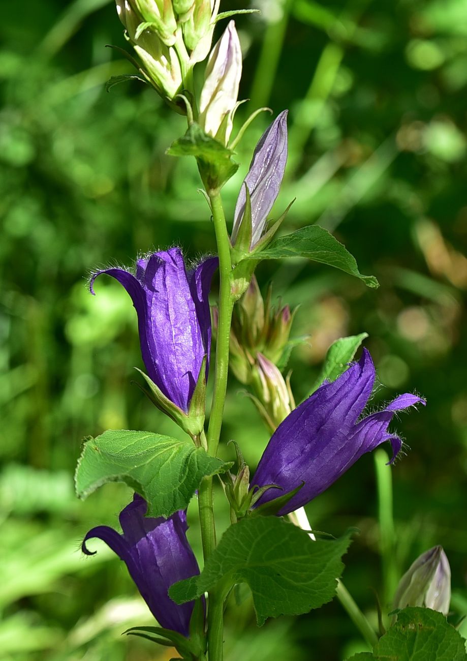 Image of Campanula latifolia specimen.