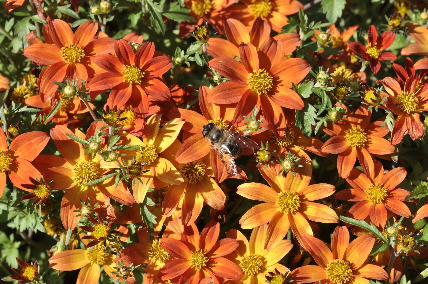 Image of genus Bidens specimen.