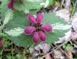 Lamium maculatum