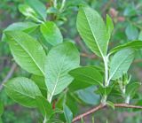 Salix myrsinifolia