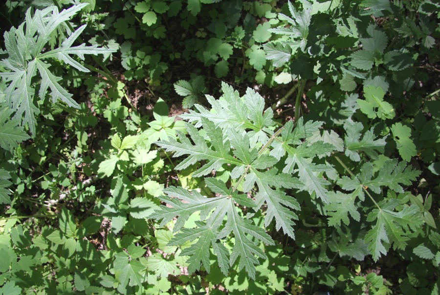 Image of Heracleum sibiricum specimen.