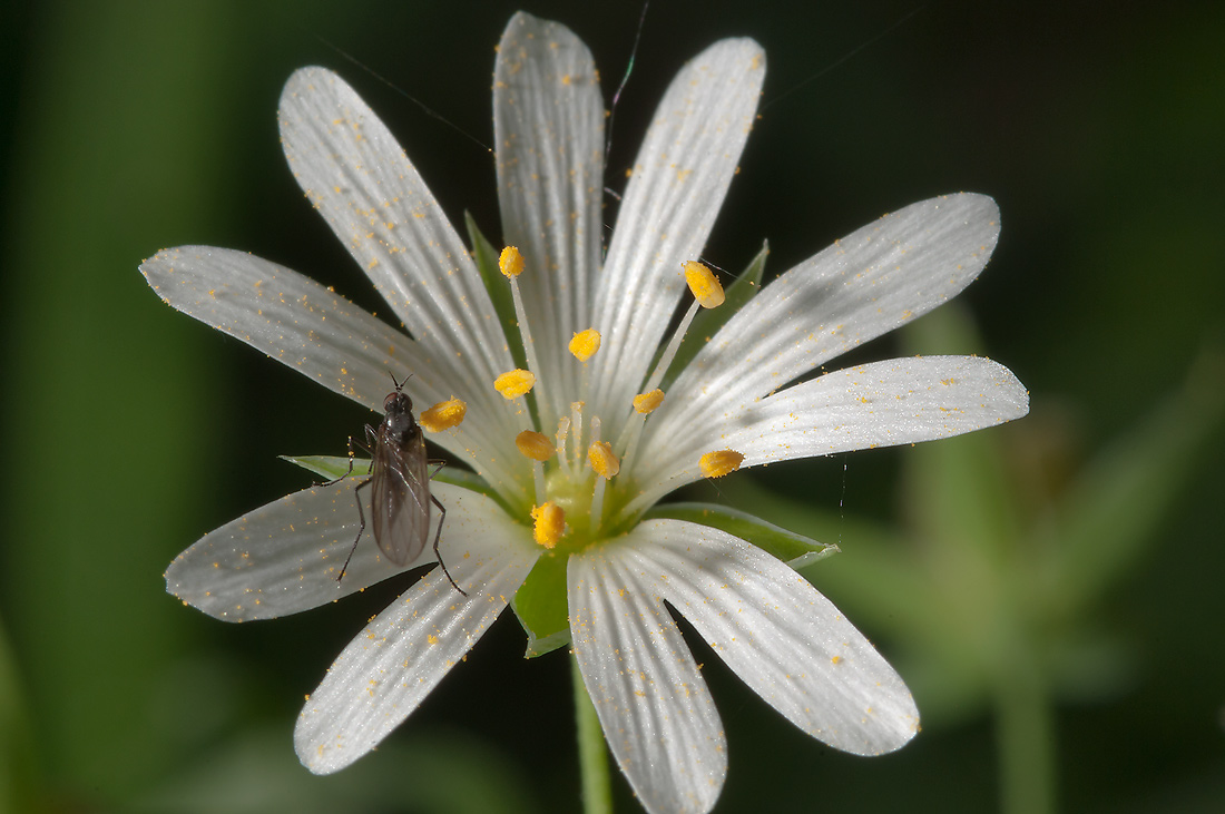 Image of Stellaria holostea specimen.