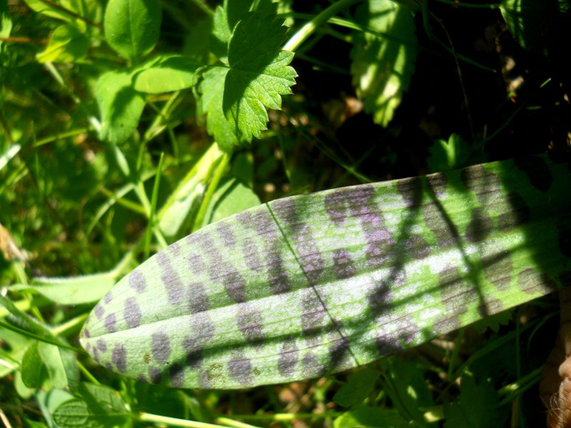 Image of Dactylorhiza fuchsii specimen.