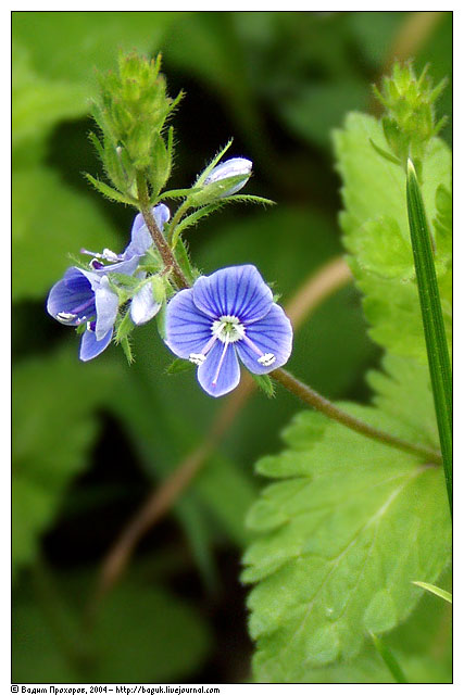 Image of Veronica chamaedrys specimen.