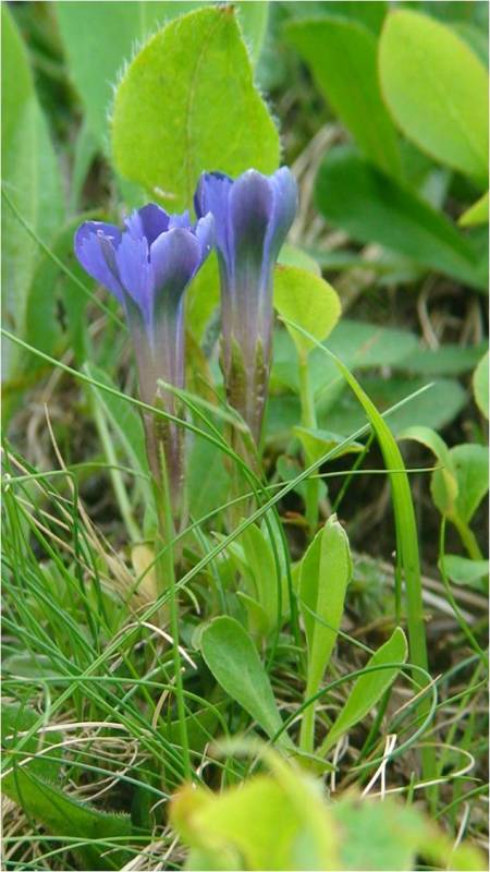 Image of Gentiana dshimilensis specimen.