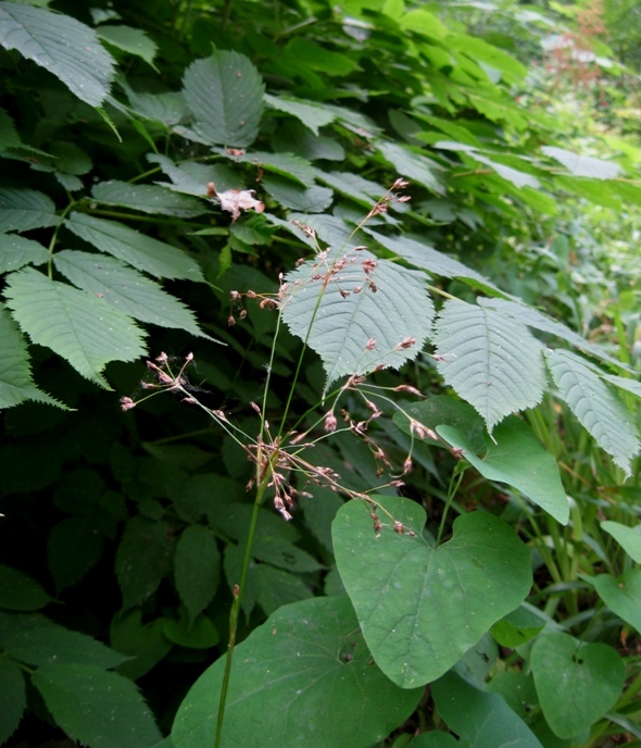 Изображение особи Luzula sylvatica.