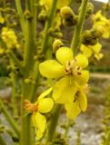 Verbascum songaricum