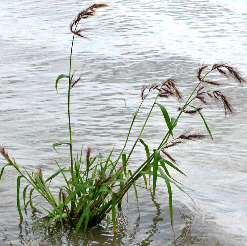 Изображение особи Echinochloa tzvelevii.