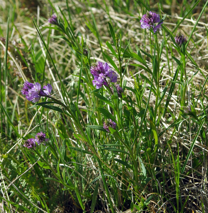 Image of Polygala comosa specimen.