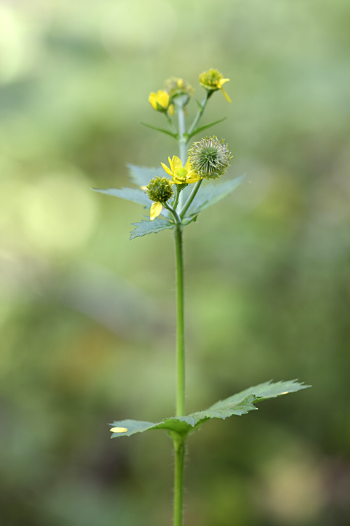 Изображение особи Geum macrophyllum.