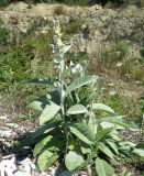 Verbascum gnaphalodes. Цветущее растение. Черноморское побережье Кавказа, щель Прасковеевская, обочина дороги в ущелье. 24.08.2011.