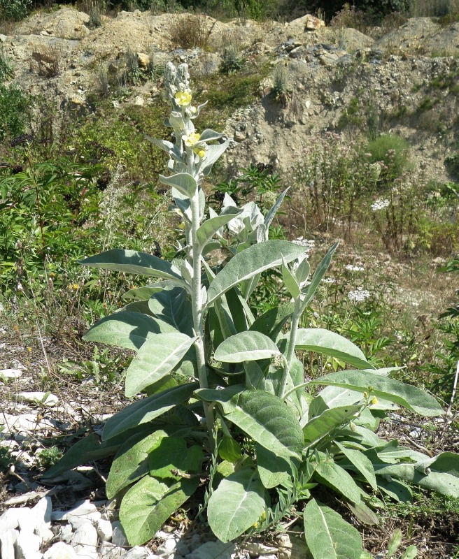 Изображение особи Verbascum gnaphalodes.