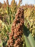 Sorghum bicolor