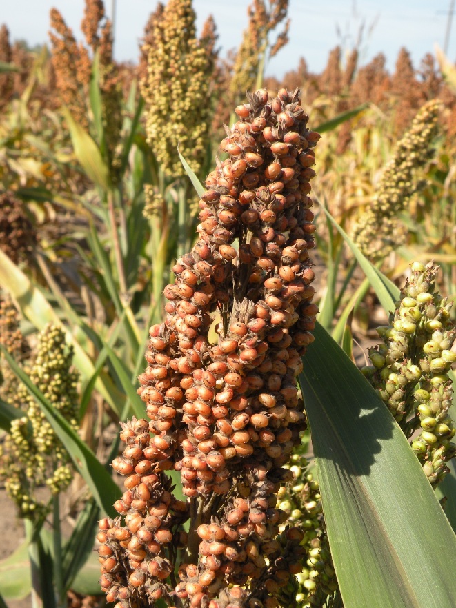 Изображение особи Sorghum bicolor.