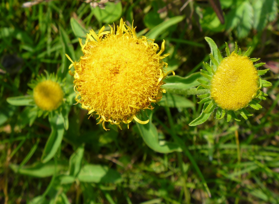 Image of Inula britannica specimen.