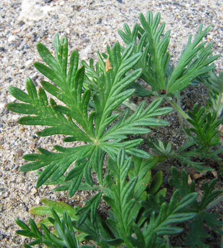 Image of Potentilla canescens specimen.