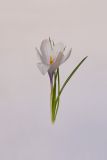 Crocus vernus