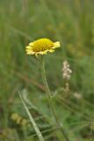 Tanacetum bipinnatum