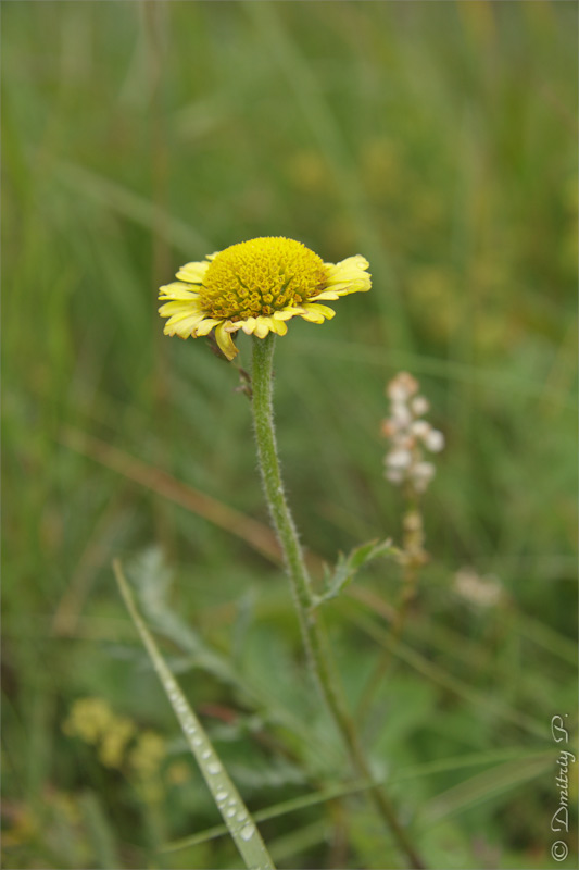 Image of Tanacetum bipinnatum specimen.