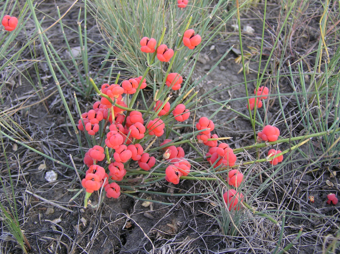 Image of Ephedra distachya specimen.