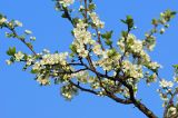 Prunus domestica
