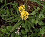 Pedicularis oederi. Цветущее растение. Забайкалье, хребет Кодар. Конец июля-начало августа.