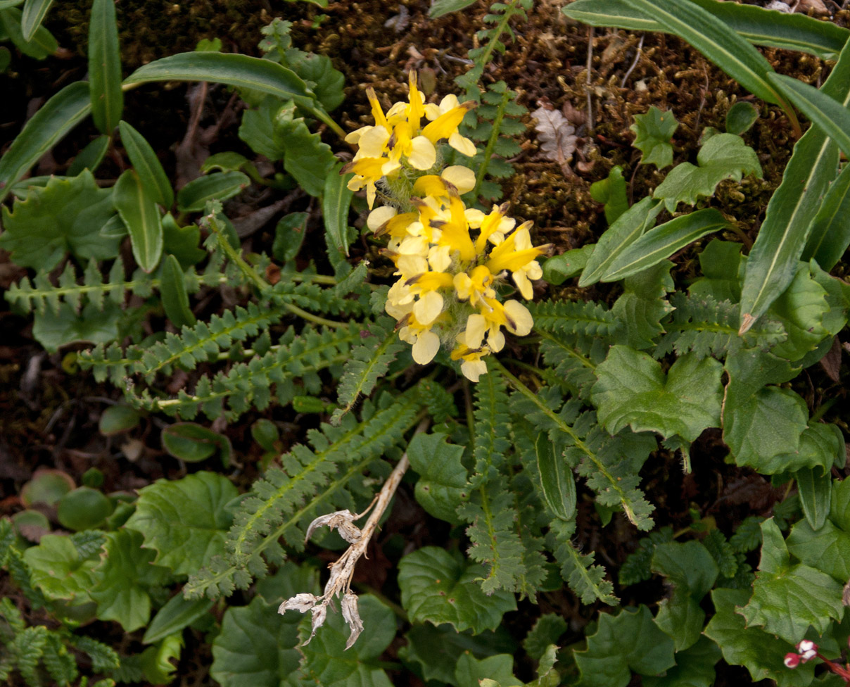 Image of Pedicularis oederi specimen.