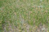 Carex stenophylla. Клон цветущих растений. Респ. Калмыкия, Черноземельский р-н, между пос. Нарын-Худук и Улан-Холл, песчаная полупустыня. 24.04.2010.