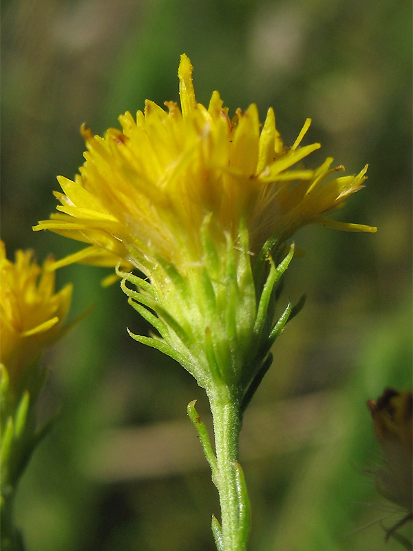 Изображение особи Galatella linosyris.