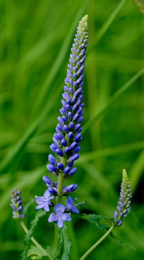 Image of Veronica longifolia specimen.