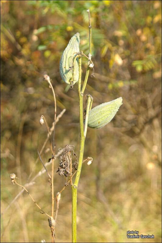 Изображение особи Asclepias syriaca.