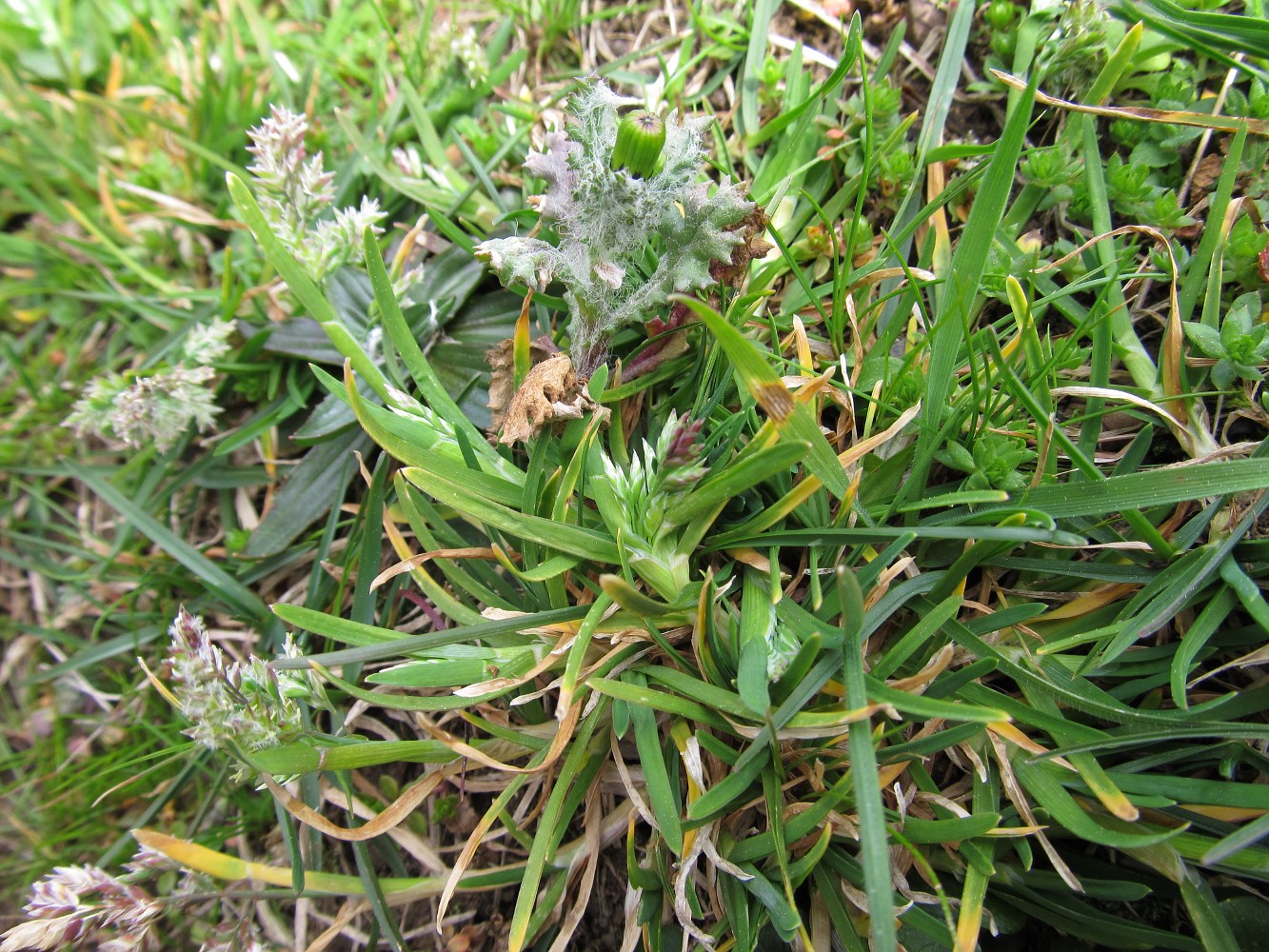 Image of Poa annua specimen.