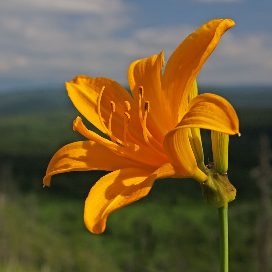 Image of Hemerocallis esculenta specimen.