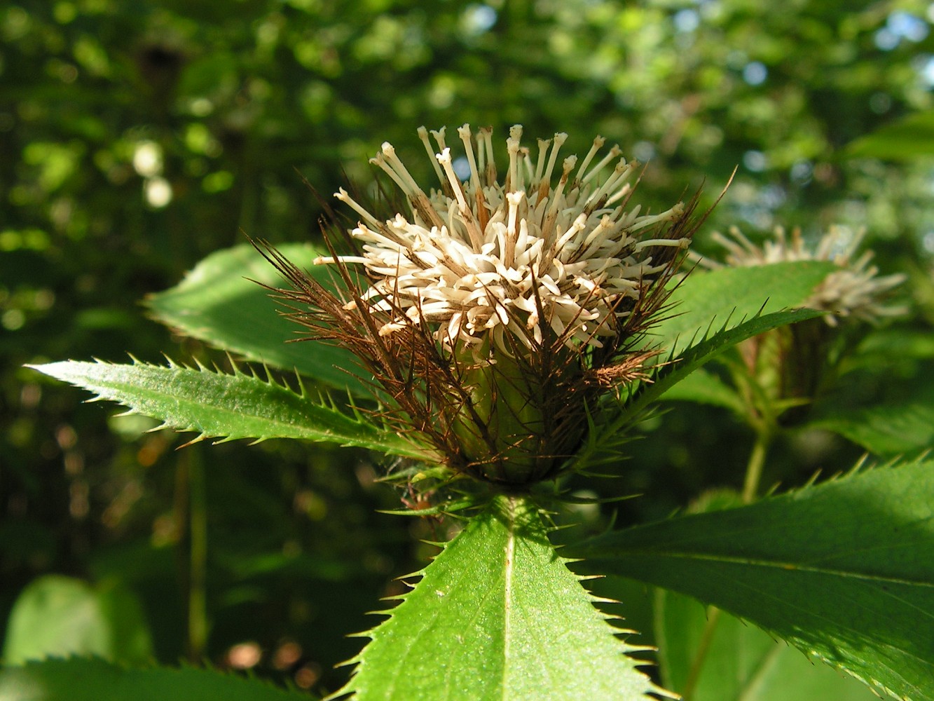 Image of Atractylodes ovata specimen.