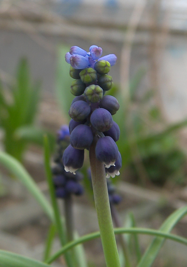 Image of Muscari pulchellum specimen.
