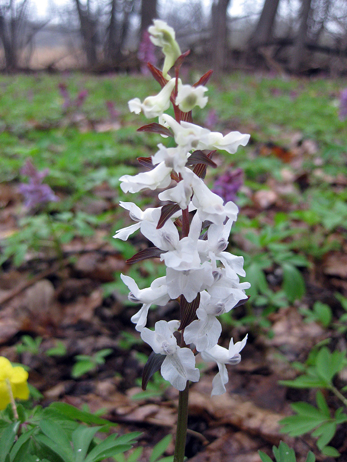 Image of Corydalis cava specimen.