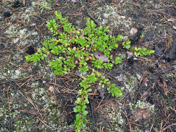 Image of Arctostaphylos uva-ursi specimen.