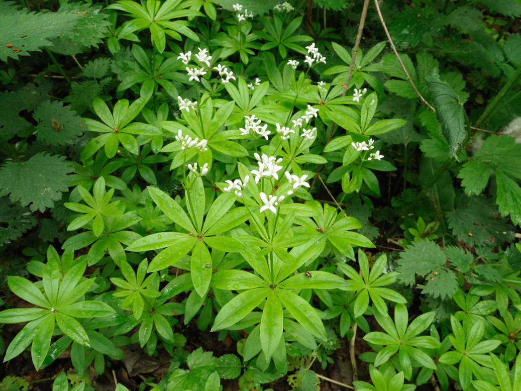 Image of Galium odoratum specimen.