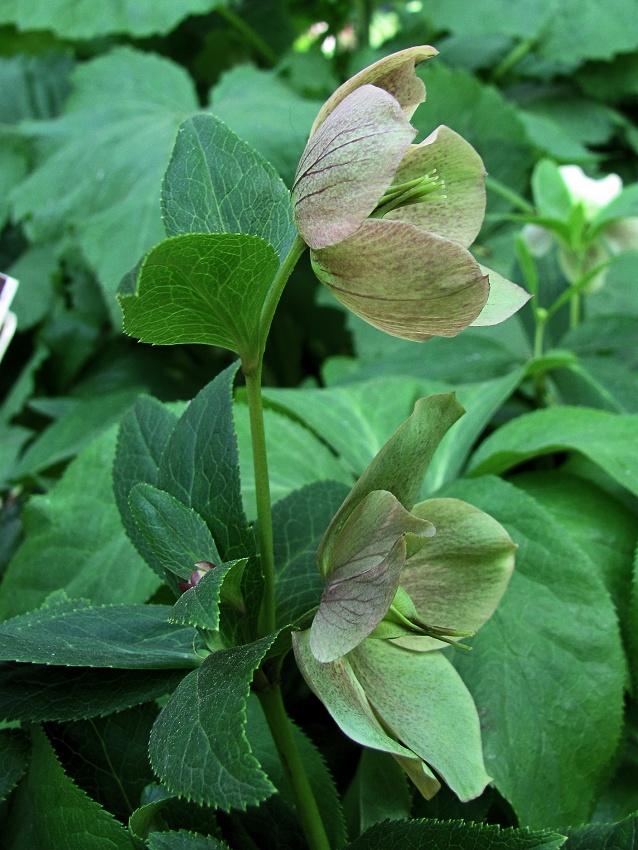 Изображение особи род Helleborus.