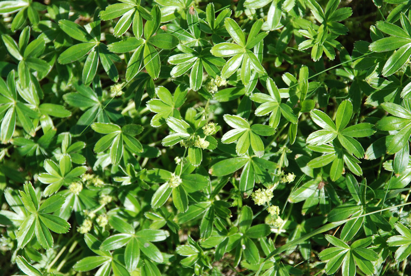 Изображение особи Alchemilla alpina.