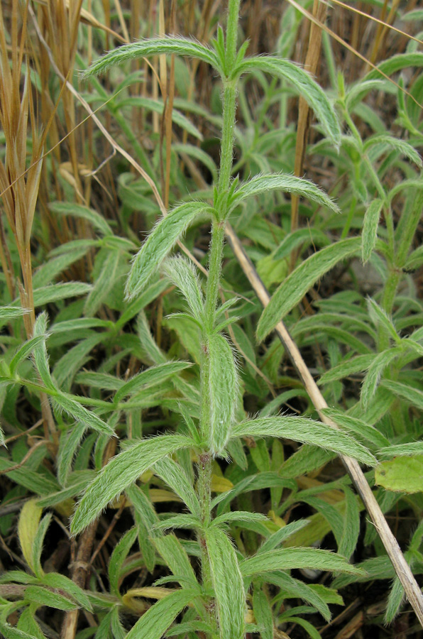 Image of Stachys iberica specimen.