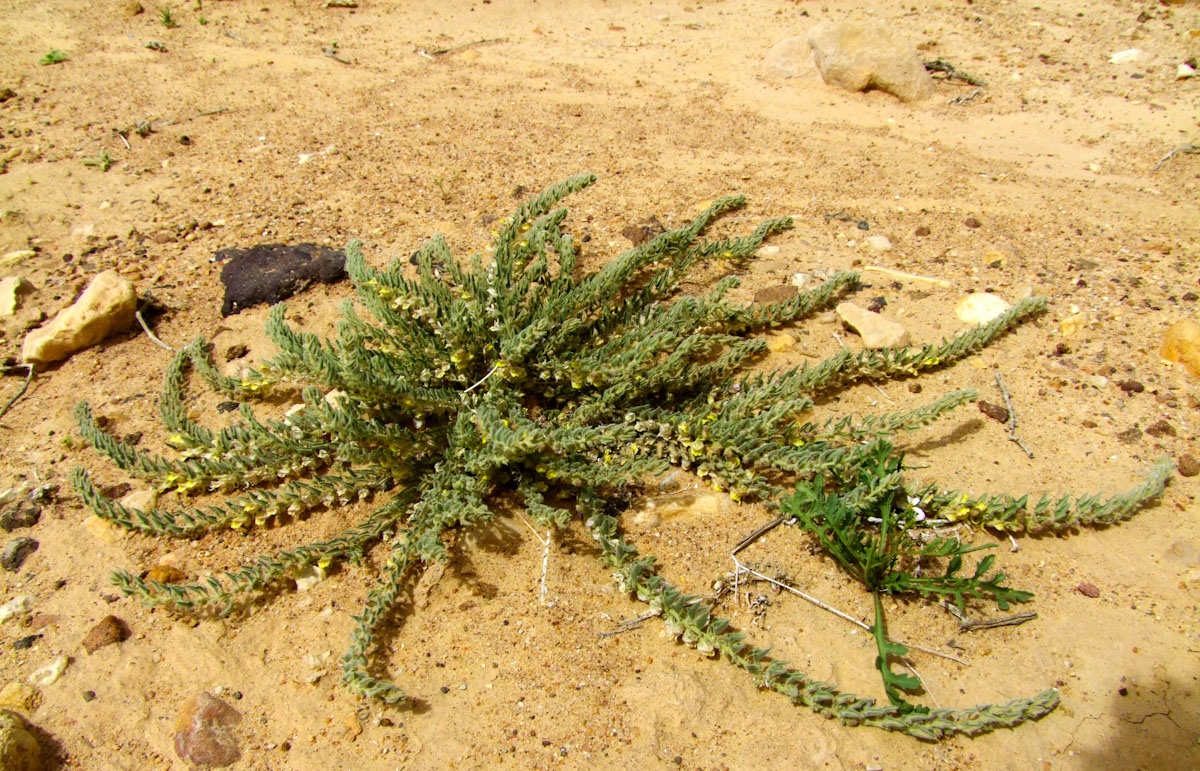Image of Kickxia floribunda specimen.